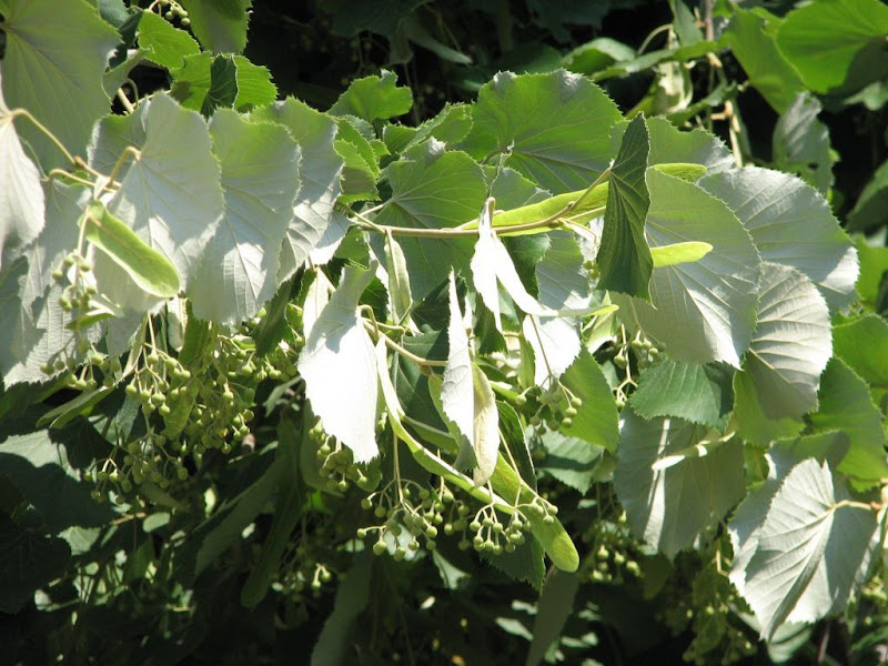 Odmorite malo oči na zelenilu!