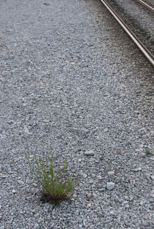 Tramvajskopružni ekosistem