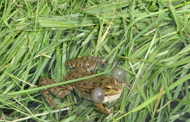 Močvarni Zagreb ili kako žabe polako osvajaju grad