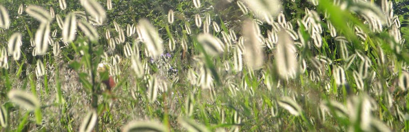 Borongajsko groblje dinosaura