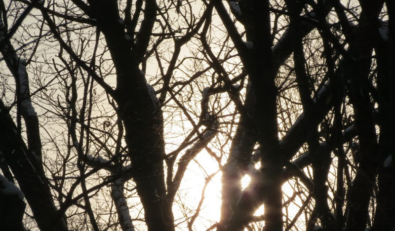 Proljetno sunce kroz zimsko granje