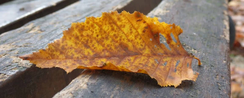 Jesen je ušla u sve pore naših života …